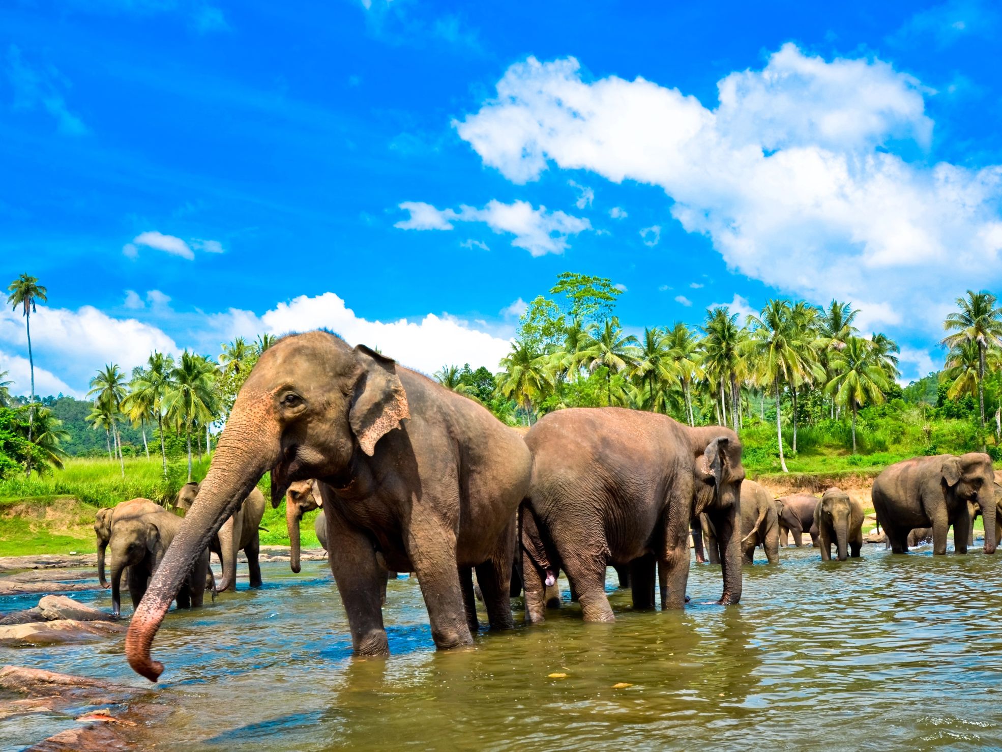 Sri Lanka Elefanten beim Bad