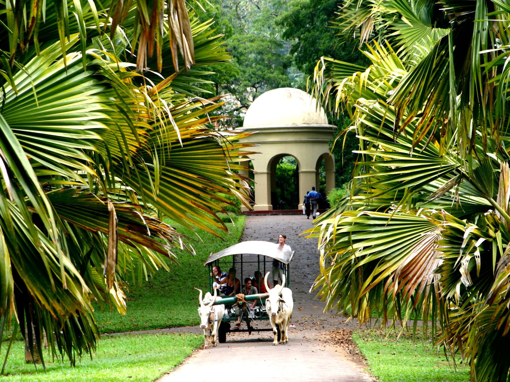 Sri Lanka Ochsenkutsche zwischen Palmen in Kandy