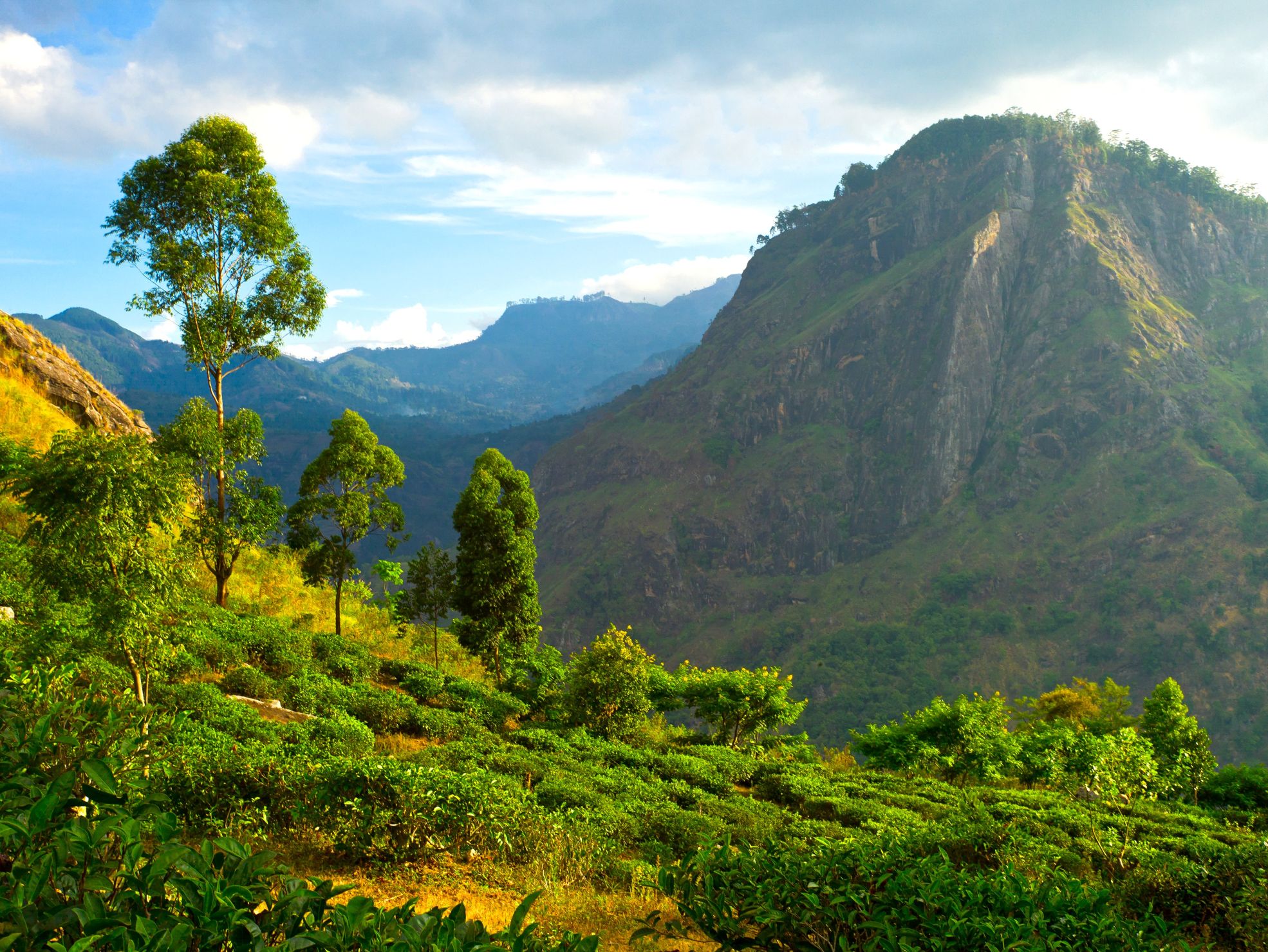 Sri Lanka Teeplantage in den Ella Bergen