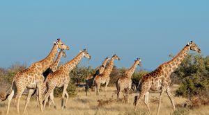 Namibia