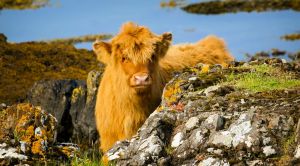 Schottland Wandern
