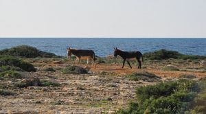 Zyperns Norden Wandern