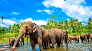 Sri Lanka Elefanten beim Bad