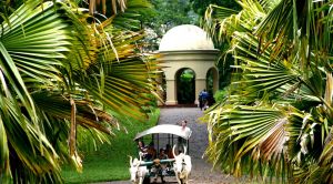 Sri Lanka Ochsenkutsche zwischen Palmen in Kandy