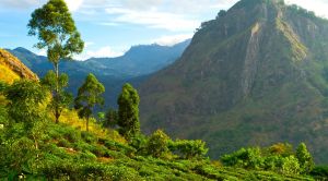 Sri Lanka Teeplantage in den Ella Bergen